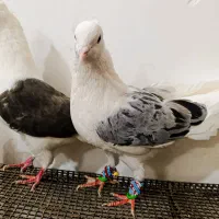 کبوتر پشتی هفترنگ معاوضه با جوجه گیرینچیک|پرنده|مشهد, انقلاب|دیوار