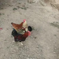 خروس|حیوانات مزرعه|دینور, |دیوار