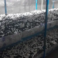 ۵تن کمپوست فروشی تنی ۸۰۰|خدمات باغبانی و درختکاری|دورود, |دیوار