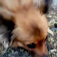 سگ گمشده پاکوتاه|حیوانات|بم, |دیوار