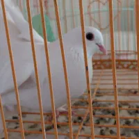 کبوتر  قزقن سالم