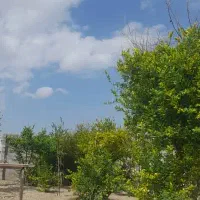 باغ-فروشی-میناب