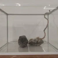 آکواریوم ۵۰سانت شیشه خم