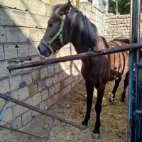 قرعه کشی اسب