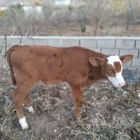 گوساله نر گمشده