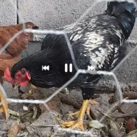 خروس لاری افغان|حیوانات مزرعه|آزادشهر, |دیوار