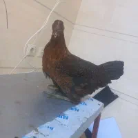 مرغ و خروس