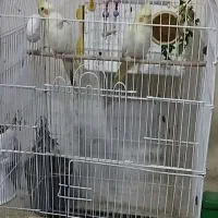 عروس هلندی|پرنده|کرمانشاه, |دیوار