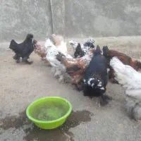 ۱۲عدد مرغ و خروس لهستانی کاکلی و پرپا|حیوانات مزرعه|قلقل رود, |دیوار