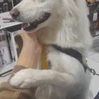 سگ  اشپیتنز|سگ|مرودشت, ژیان|دیوار