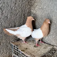 کبوتر سینه زرد همه چی تموم