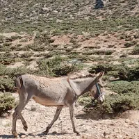 خر گله ای