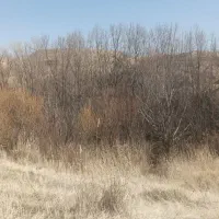 درخت|بندرخت و رخت‌آویز|صالح آباد, |دیوار