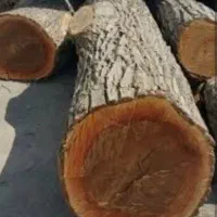 تنه چوب گردو