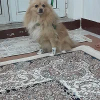 سگ پامر|سگ|مشگین شهر, |دیوار