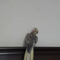 عروس هلندی ماده یک ساله