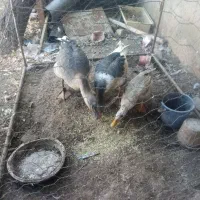 قو قاز نر و غاز محلی ماده و یک عدد اردک نر رایگان|حیوانات مزرعه|هریس, |دیوار