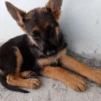 توله ژرمن  کلاسA|سگ|رفسنجان, |دیوار