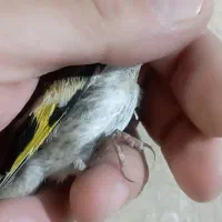 جوجه سهره نر تضمینی همه حلبه دار گل بلند|پرنده|ری, صفاییه (چشمه علی)|دیوار