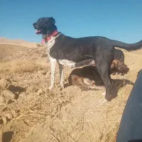 سگ نژاد دار|سگ|گهواره, |دیوار