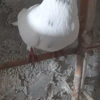 تعدادی کبوتر نر و ماده|پرنده|چالوس, |دیوار