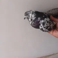 کفتر غریبگیری