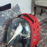 کیف پرنده و حیوانات