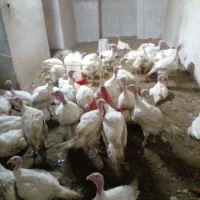 بوقلمون بیوتی