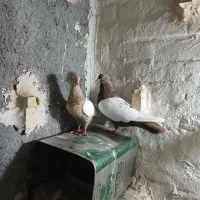 کفتر سینه رنگی