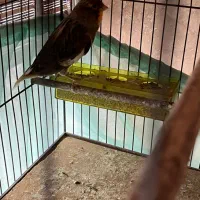 قناری ترک|پرنده|کرج, فاز ۴ مهرشهر|دیوار