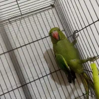 طوطی ملنگو|پرنده|شاهرود, |دیوار