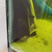 ماهی اسکار بزرگ 3عدد و2عدد لجن خوار اسپورت