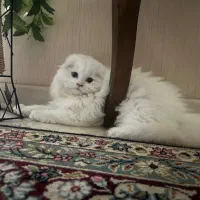 فروش گربه اسکاتیش لانگ هیر (سلطنتی)