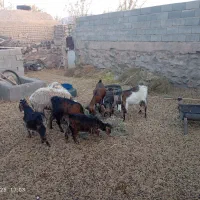 بز فروشی|حیوانات مزرعه|بیرجند, |دیوار