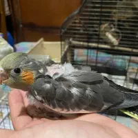 عروس هلندی|پرنده|رشت, کوی جام جم|دیوار