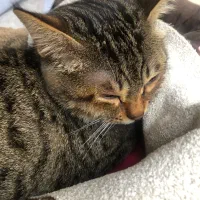 گربه کم بینا|گربه|لاهیجان, جمهوری|دیوار