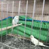 مرغ عشق تخم گزار|پرنده|سیرجان, |دیوار