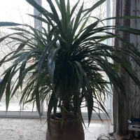 گل پاندانوس