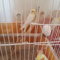 عروس هلندی نر وماده
