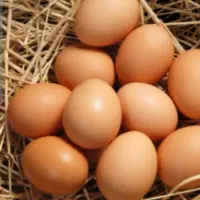 مرغ کرچ ،مرغ قپ