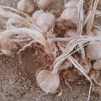 پیاز زعفران درجه ۱مشهد