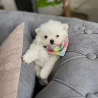 واگذاری تعدادی سگ فنجانی|سگ|کلاردشت, |دیوار