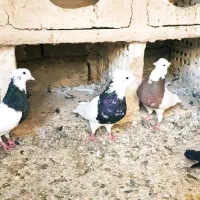 دسته طوقی|پرنده|بندر گناوه, |دیوار