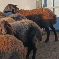 میش هترو همو زاییده دوقلو و آبستن