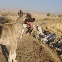 سگ نگهبان|سگ|بروجرد, |دیوار