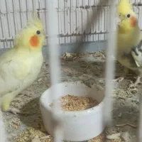جفت مولد با جوجه