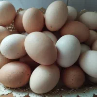 فروش تخم مرغ محلی نطفه دار