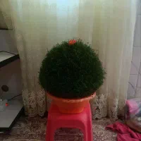 سبزی تازه مخصوص مراسمات