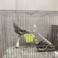 یک جفت عروس هلندی سینمامون اهلی