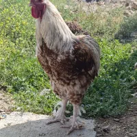 خروس برهما سنگین وزن